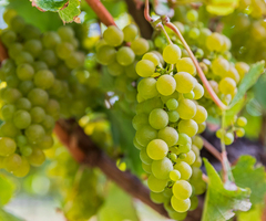 Vand struguri si vin